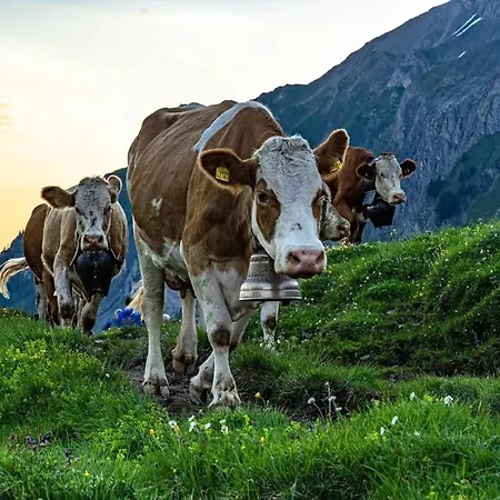 Edelweiss 4 Zi In Apartman Frutigen