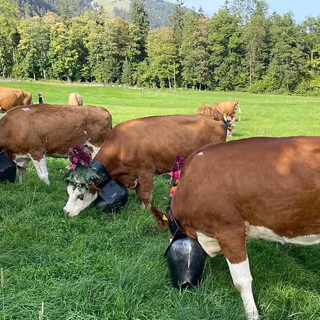 Apartmán Edelweiss 4 Zi In Frutigen