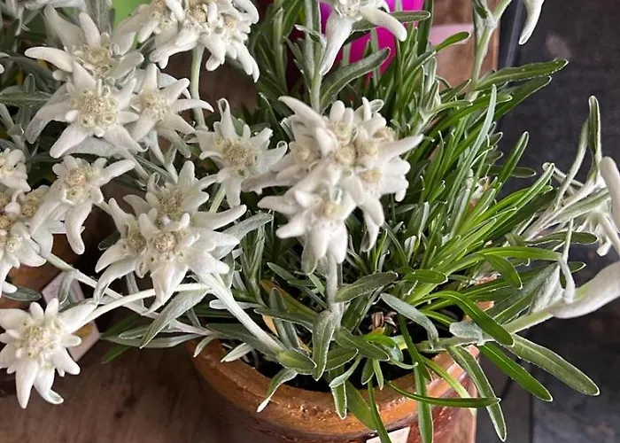 Edelweiss 4 Zi In Διαμέρισμα *
