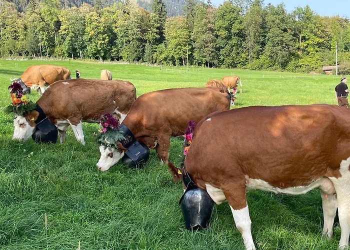 Διαμέρισμα Edelweiss 4 Zi In Frutigen