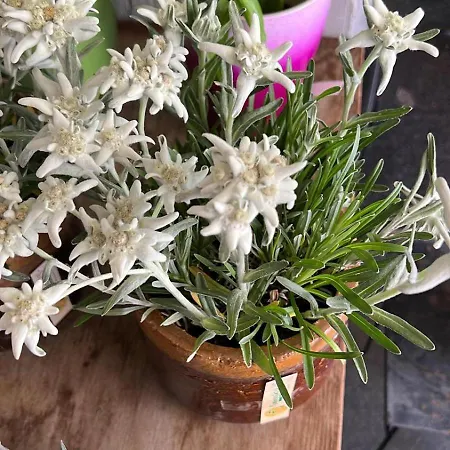Edelweiss 4 Zi In Lägenhet *